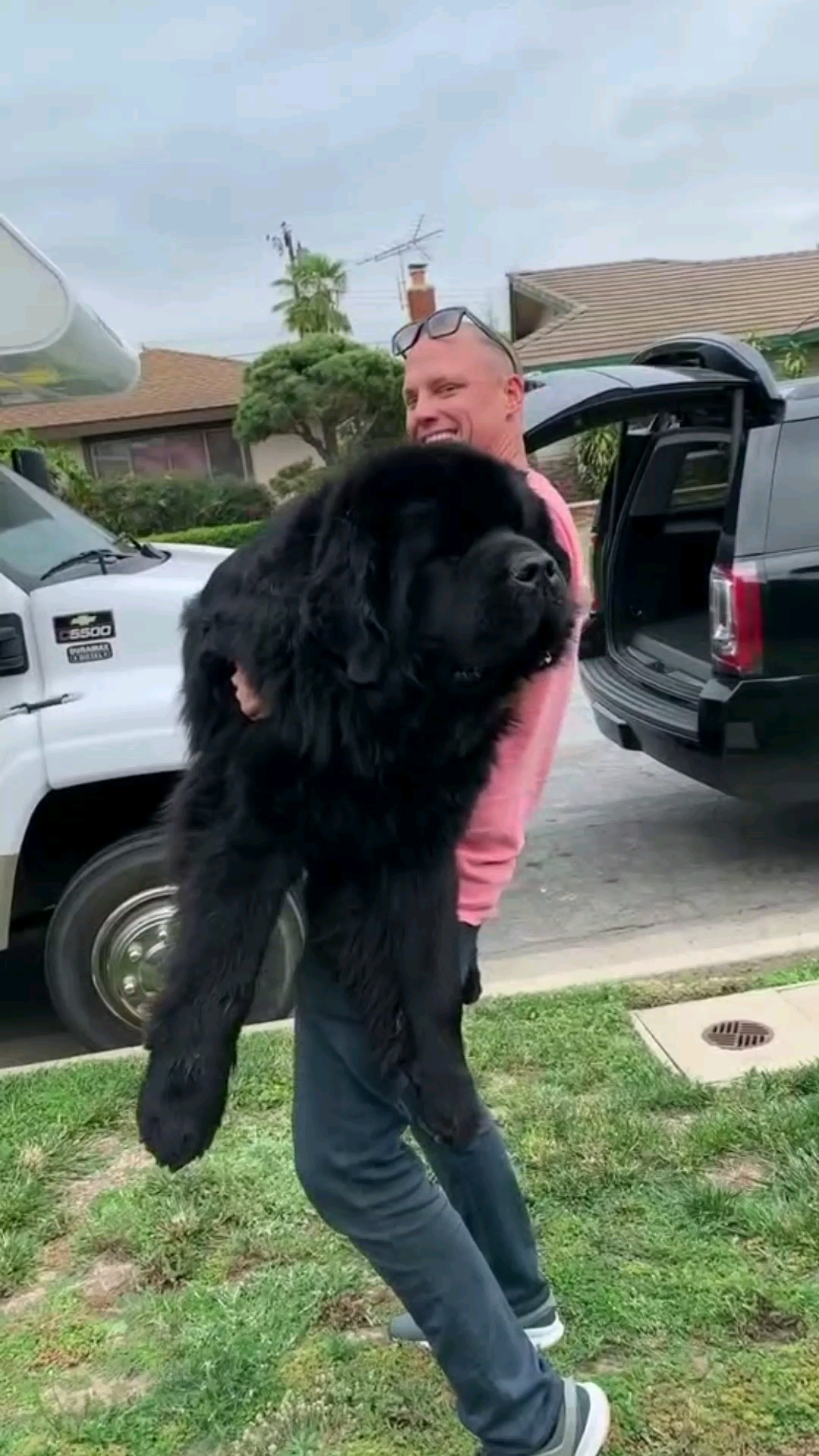 这只狗200斤你信吗