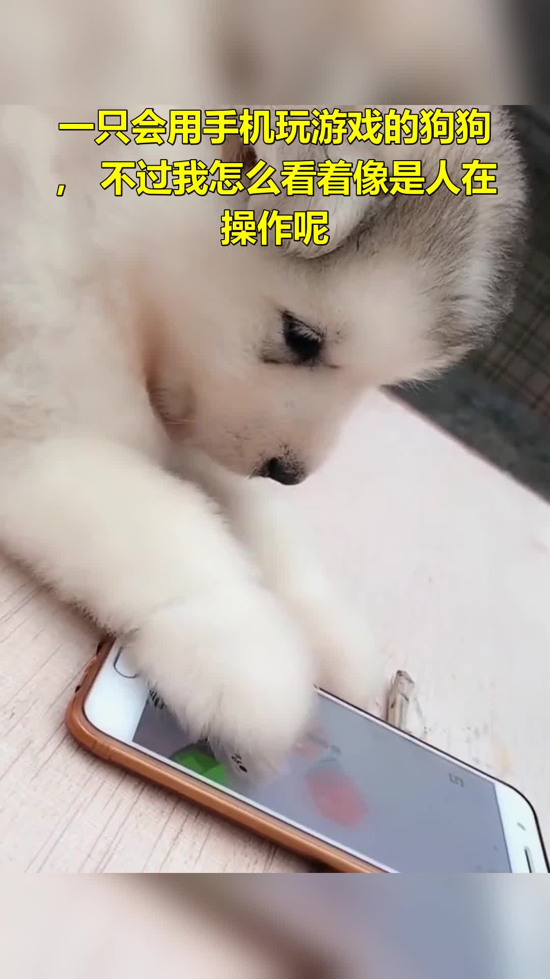 一只会用手机玩游戏的狗狗,不过我怎么看着像是人在操作呢