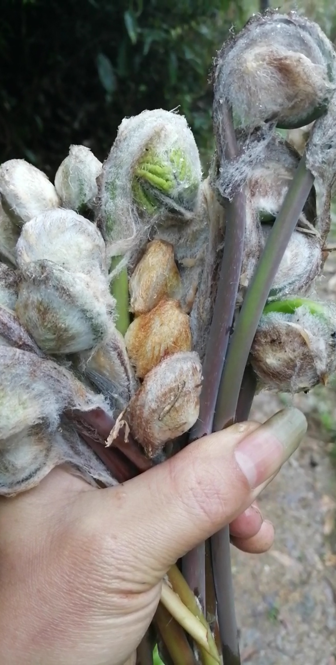 我要上热门#这就是猫儿蕨