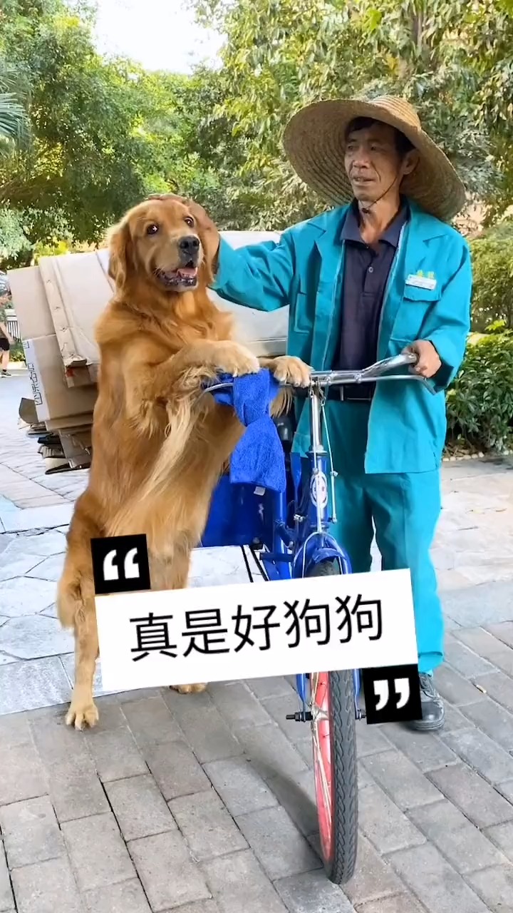 我家萌宠成精了#狗狗帮爷爷推车