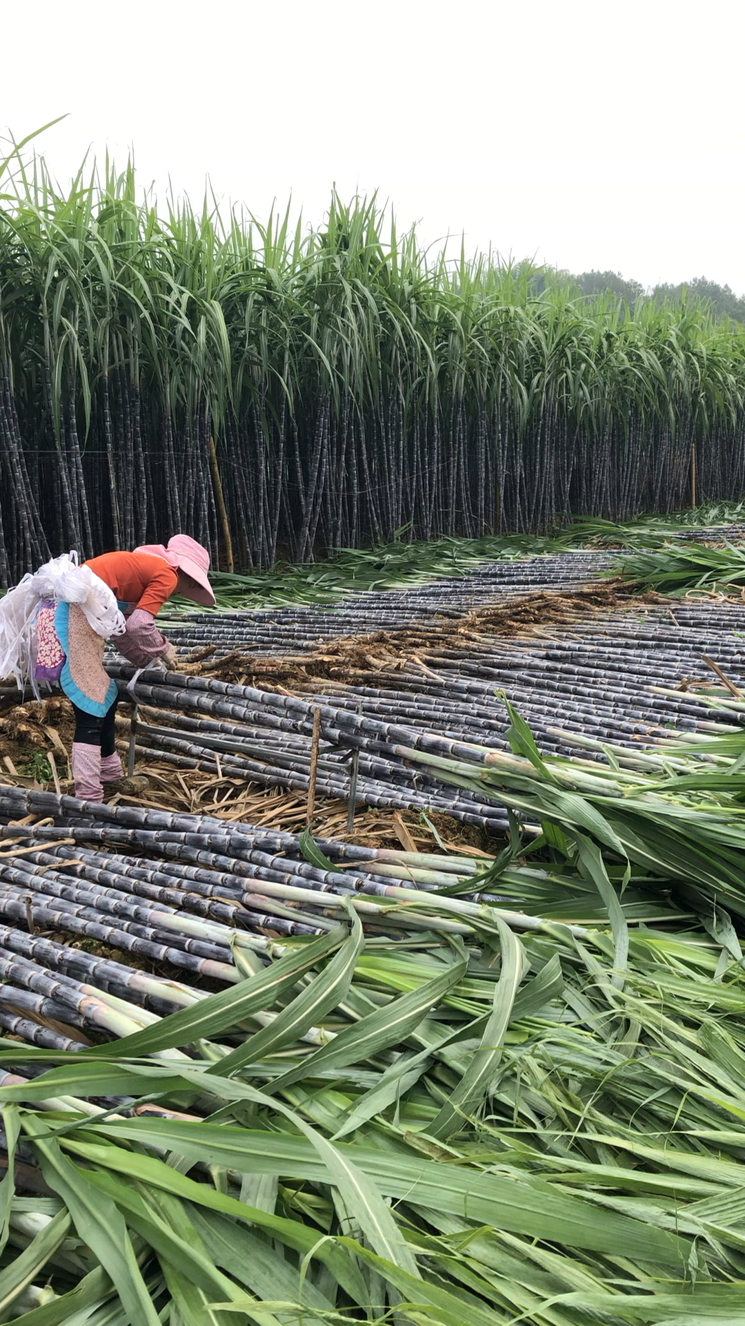感恩节#地上这个甘蔗尾叶,牛很很喜欢吃的,有多少人小时候放牛娃