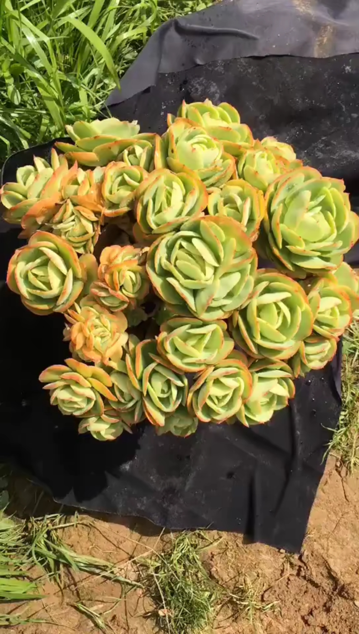 大佬来了#鸡蛋碧桃缀化