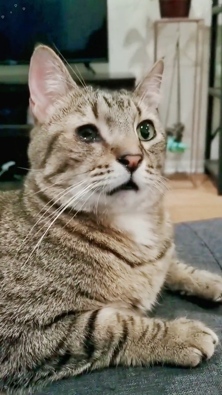 我要上热门#小猫伤心流泪