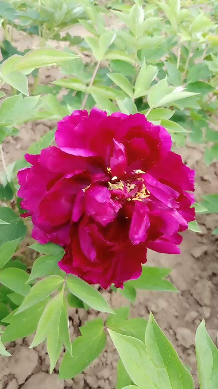 我的小花园#牡丹品种气壮山河,黑色系,长势强壮,开花率高.-度小视