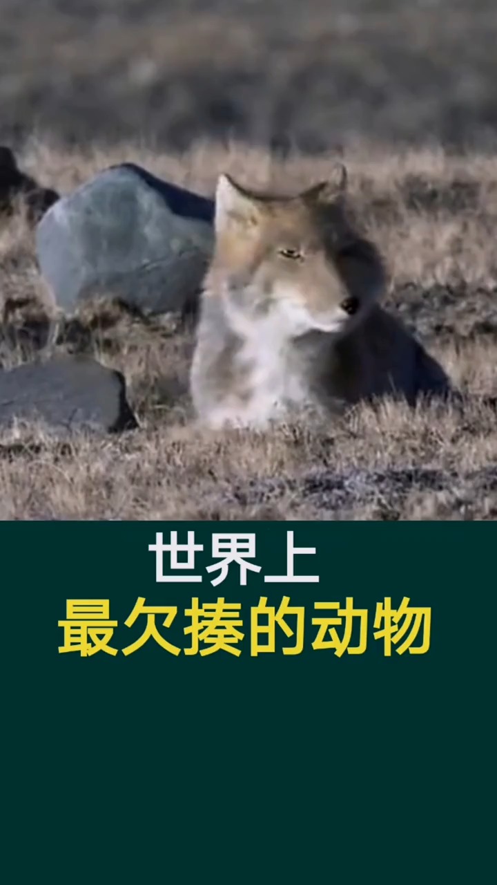 奇闻趣事抢先看#世界上最欠揍的动物