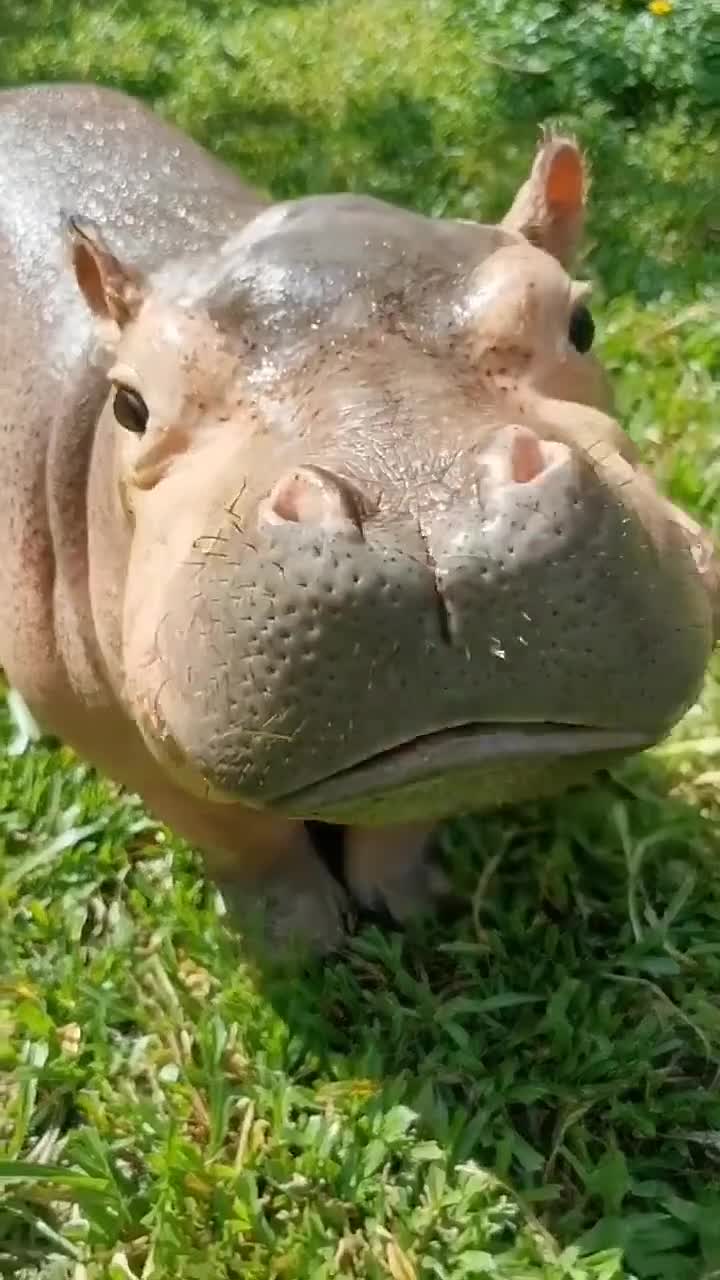 河马宝宝吃东西的时候很可爱.