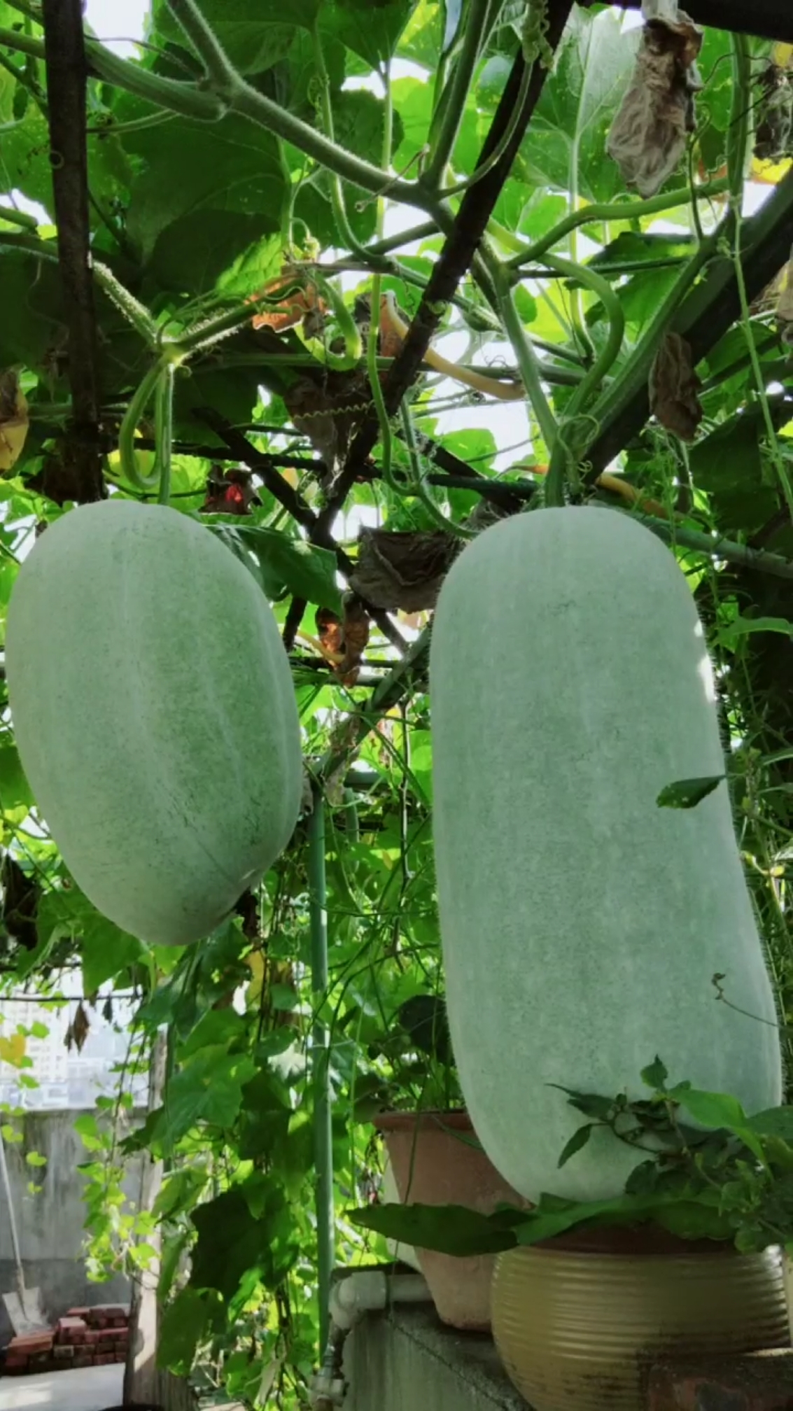 全民特效师#盛夏八月结果实,白白胖胖冬瓜结.