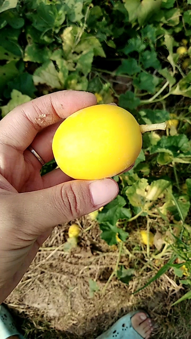 不像金色的鸡蛋,小时候很喜欢的味道,现在很怀念的,幸好没绝种,野香瓜