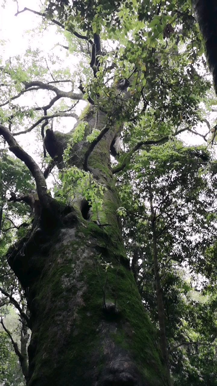 香樟王神樹.