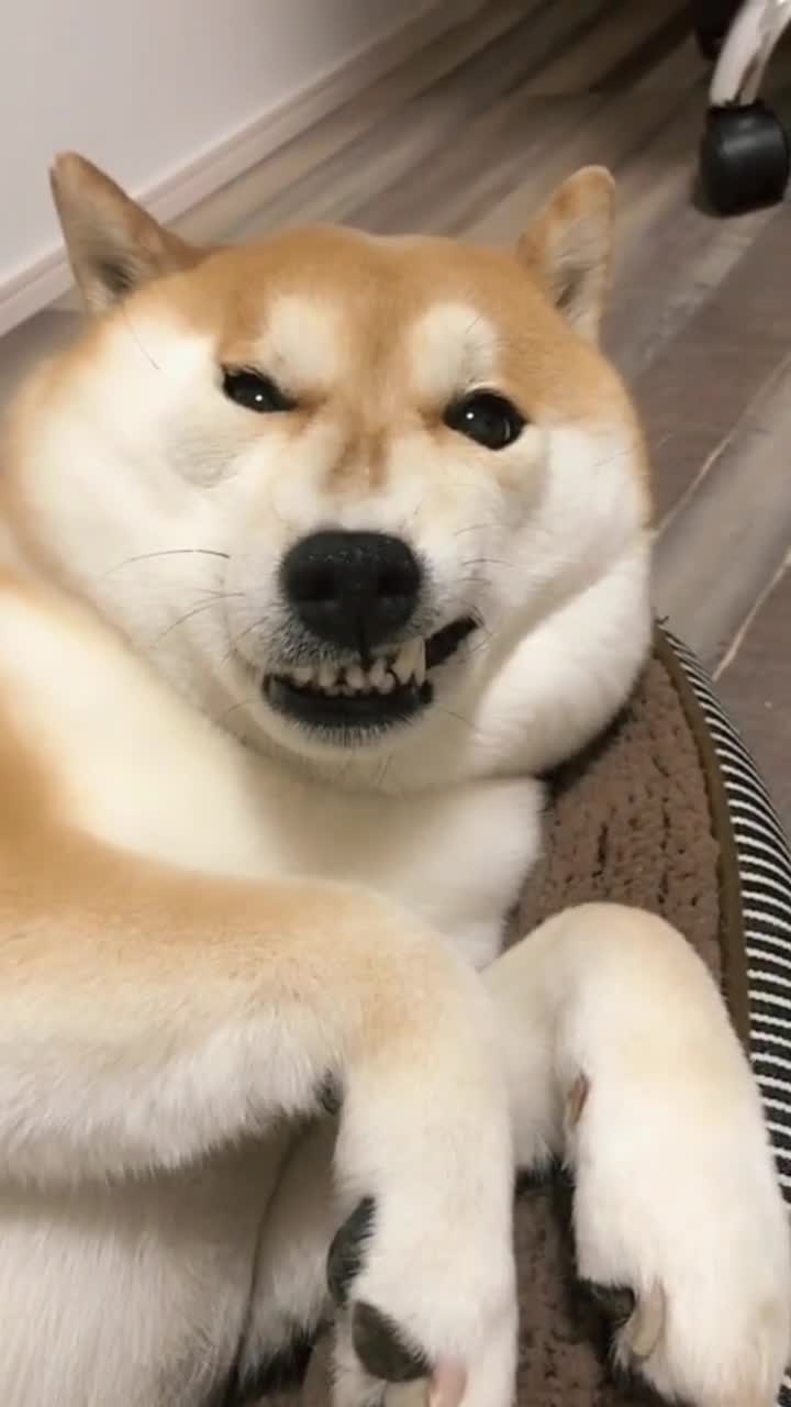 一只笑起来超级猥琐的柴犬,可谓是狗界中的一朵奇葩-度小视