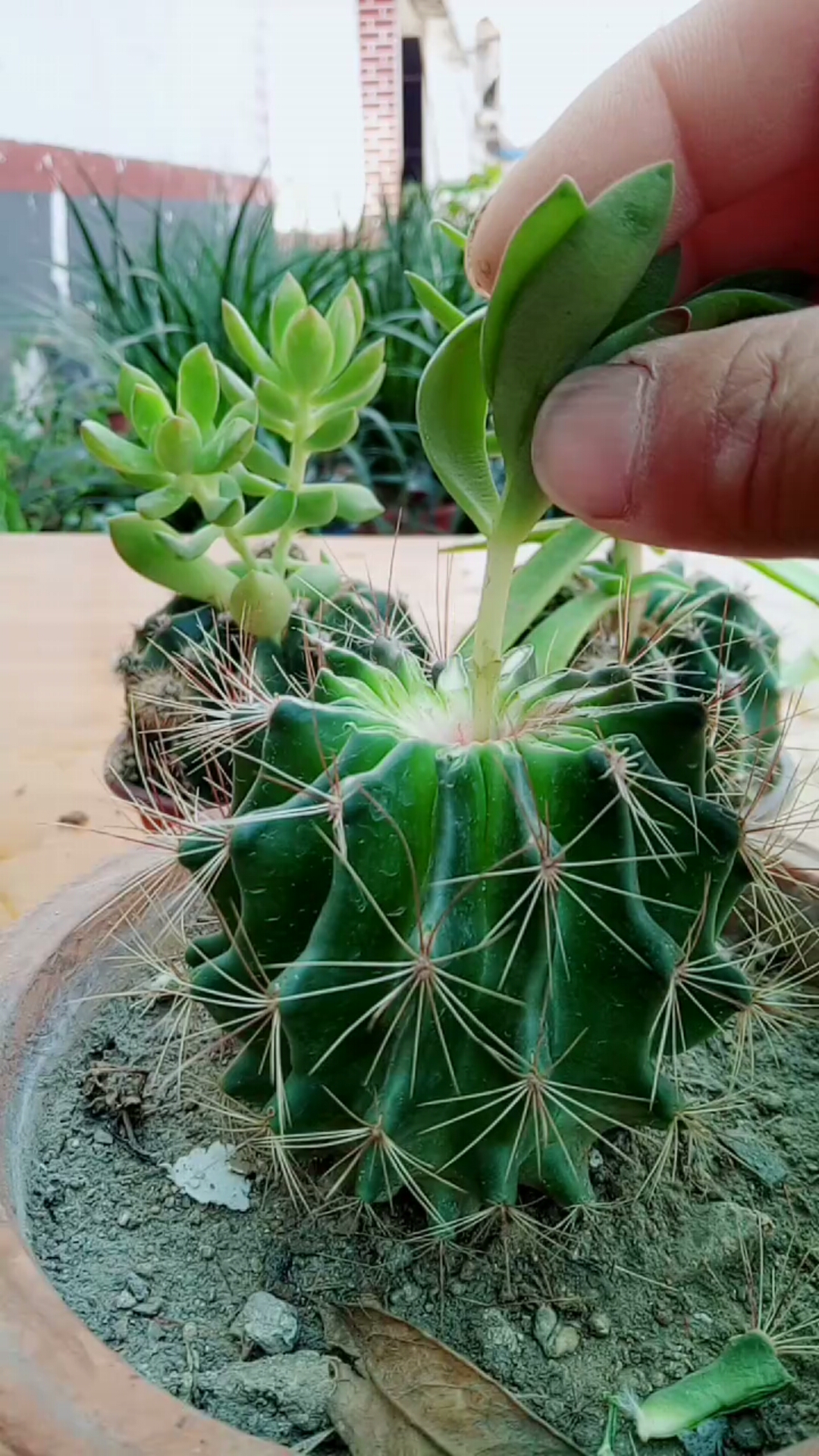 劳动最光荣#仙人球嫁接多肉技术2