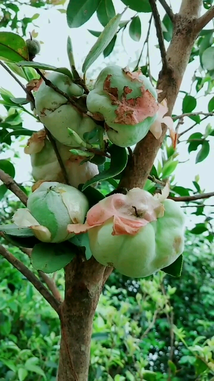 乡村生活#这样的果子,你见过吗?