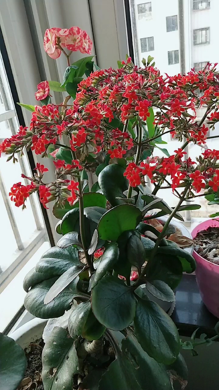 友友们早上好,凤尾长寿花