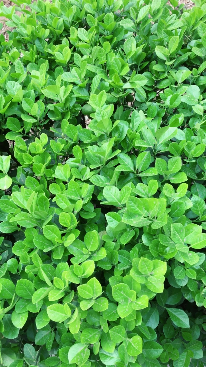 知否,知否,绿肥红瘦