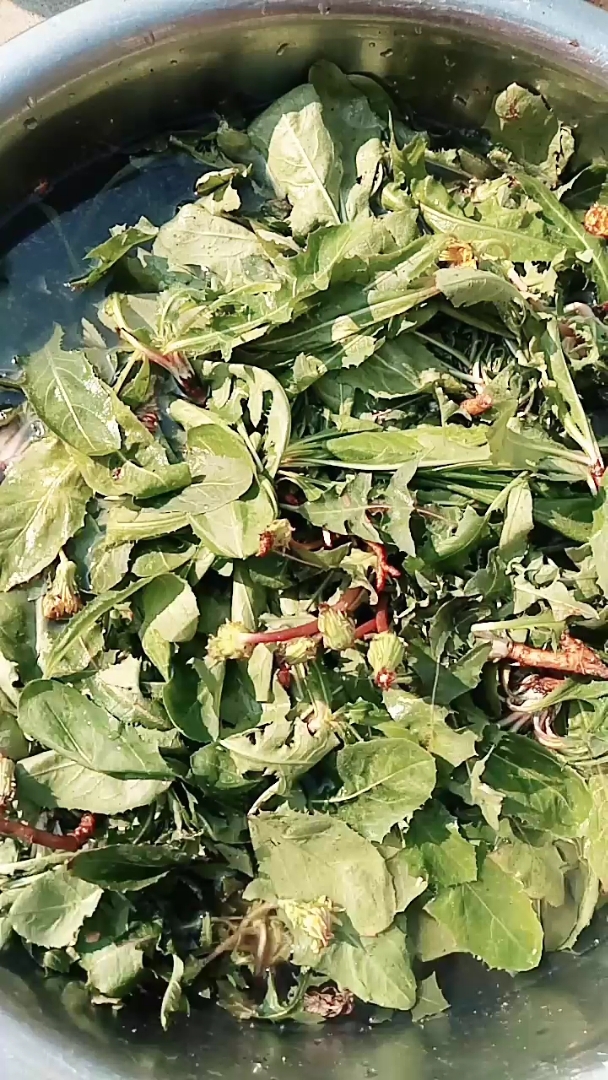 黄黄苗有什么作用啊!朋友们