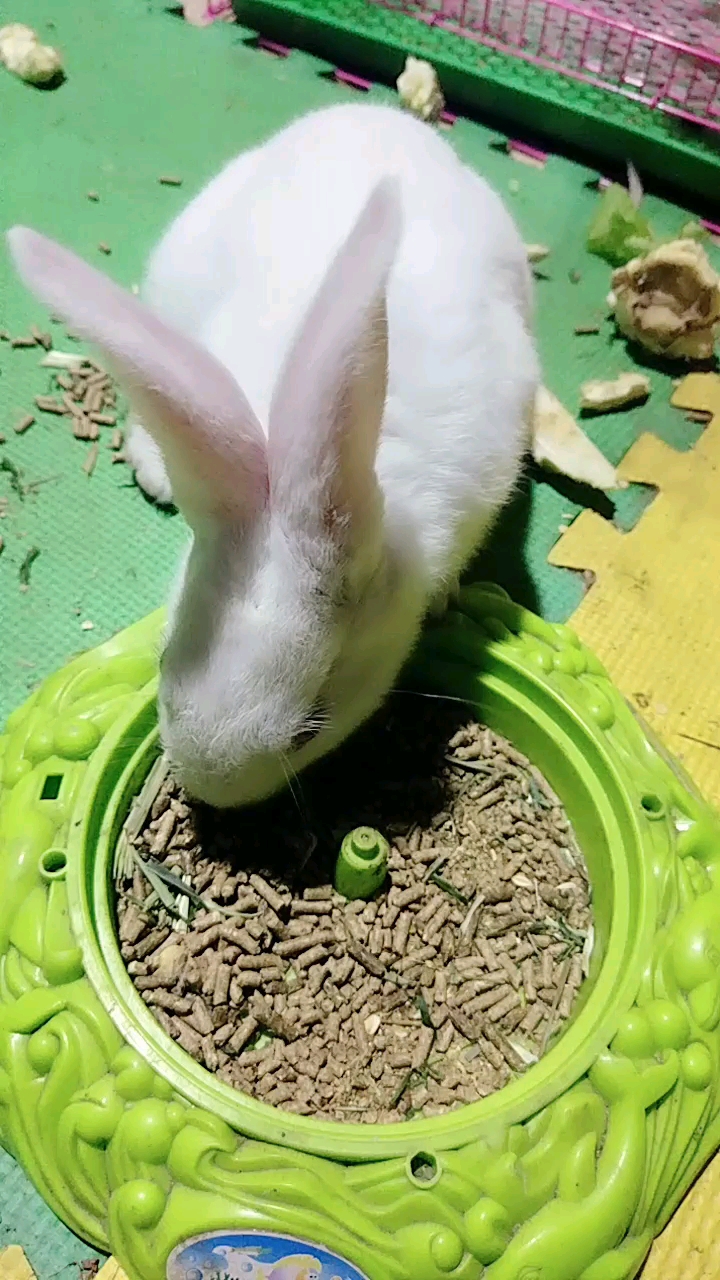 我家萌宠成精了#小白兔子!