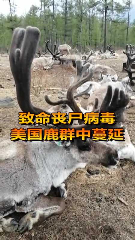 每日逗你笑#致命丧尸病毒,美国鹿群中蔓延,看完我惊呆了