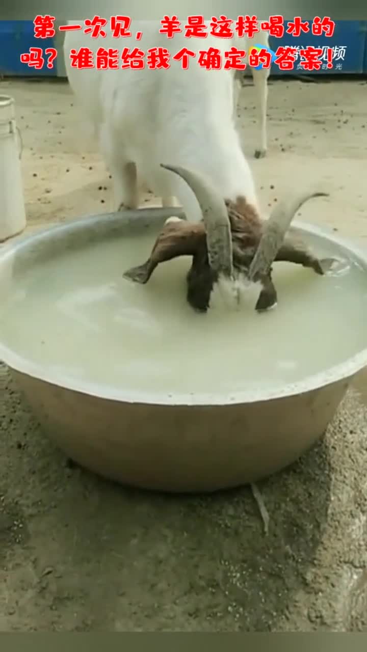 第一次见,羊是这样喝水的吗谁能给我个确定的答案!-度小视