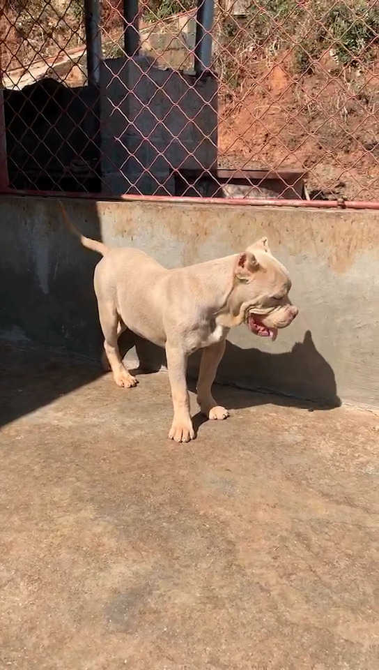 恶霸犬三大血系图片