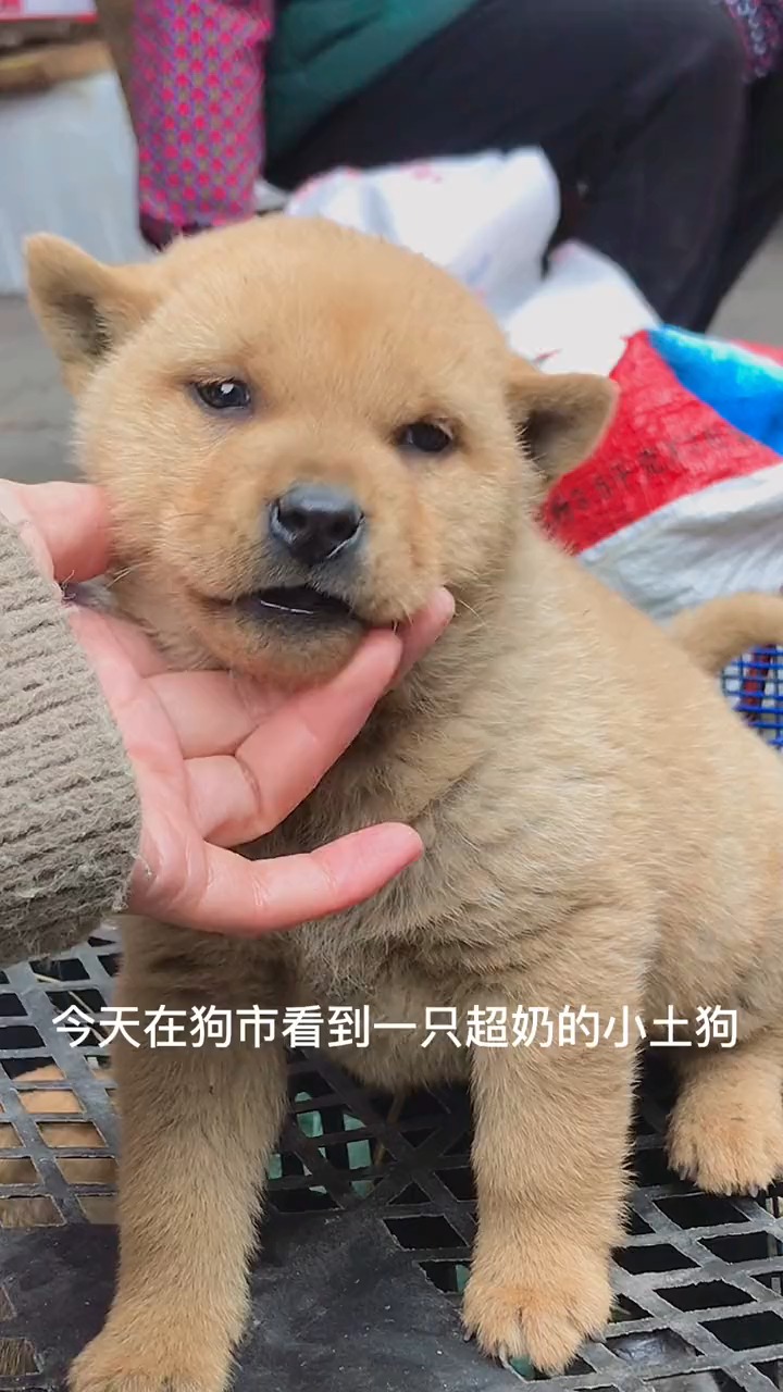 大黃小時候就是奶兇奶兇的 #中華田園犬 #大黃