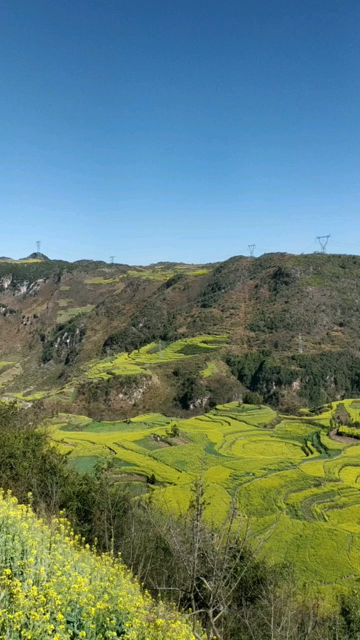 云南罗平牛街螺丝田油菜花海,形象螺丝是一个自然形成的旅游景点,在
