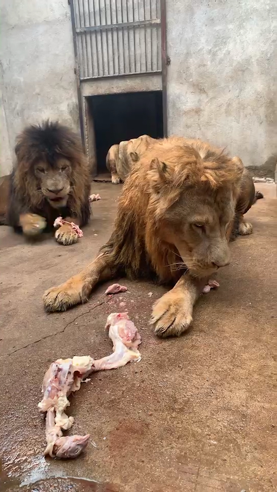 两头狮子王正在吃肉