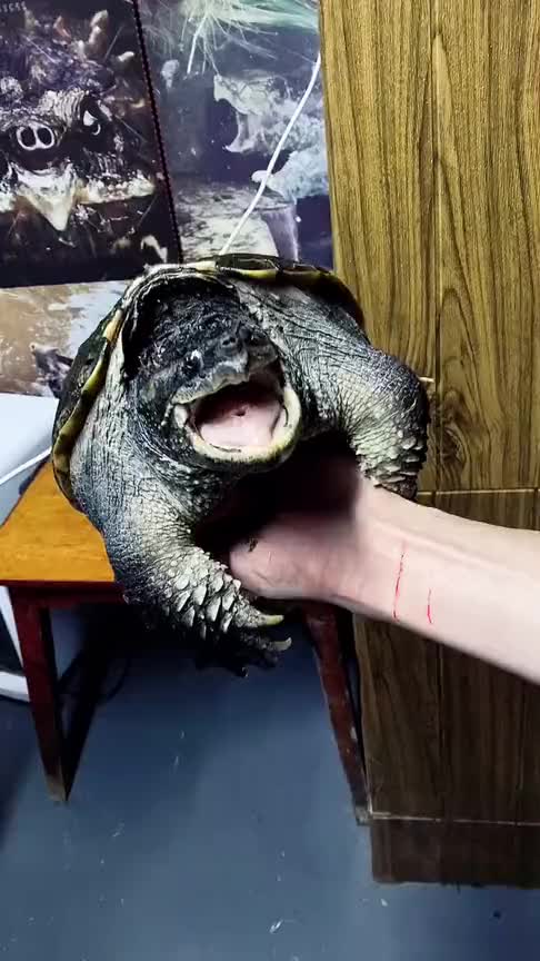 曾经被视为最完美的乌龟,过了一个年,连牙都没有了