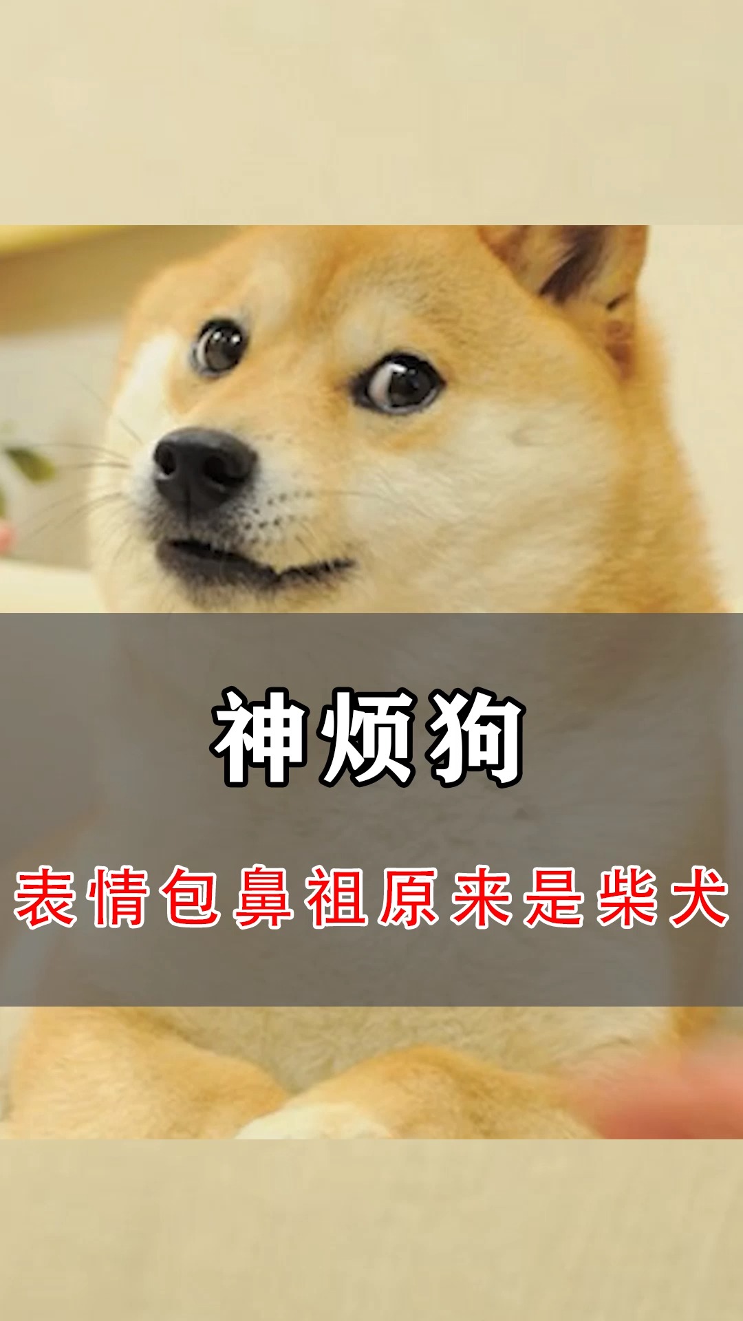 表情包