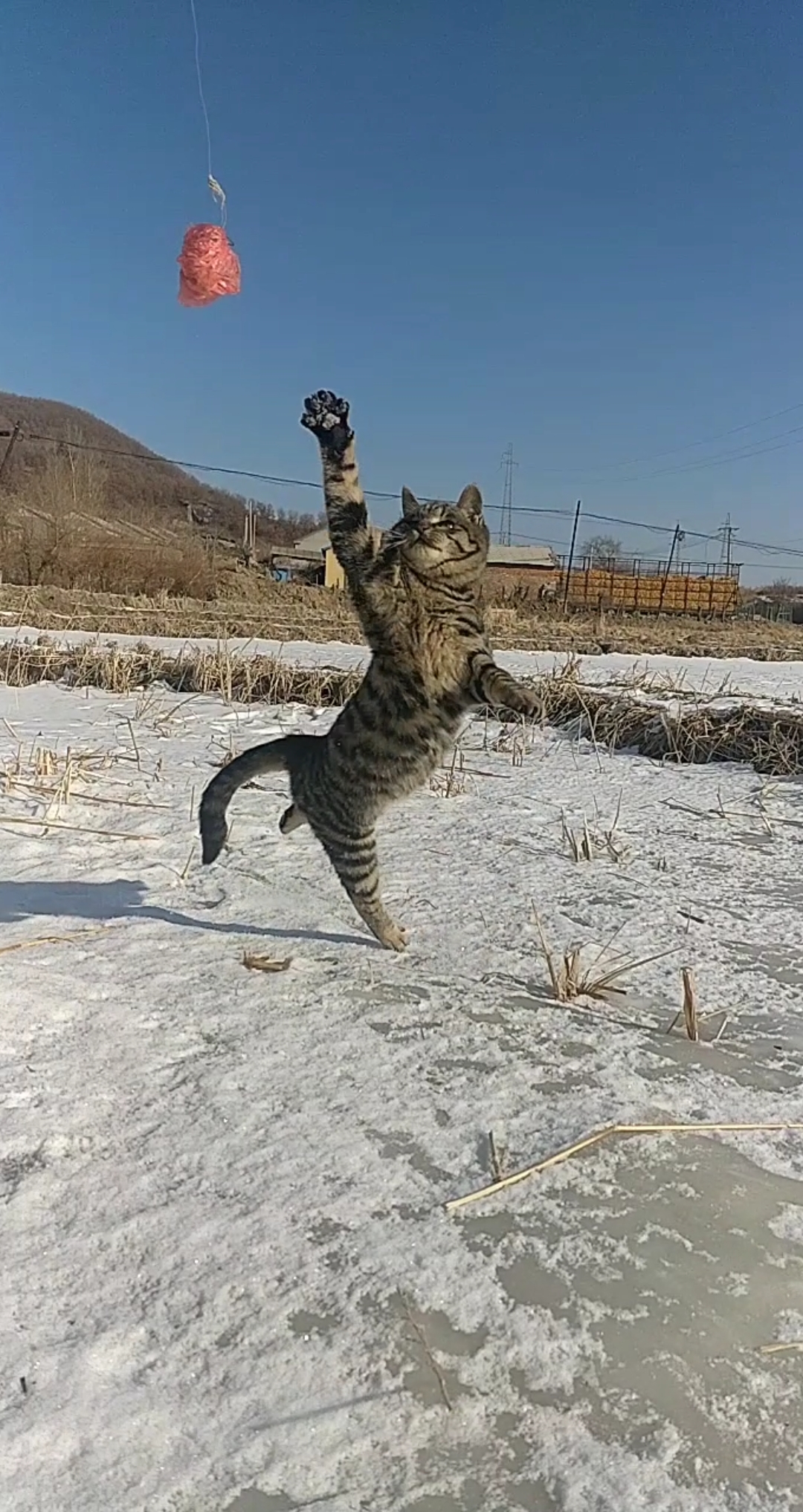 田园功夫猫#30秒精彩小视频:展示功夫狸花杀手的捕猎技巧