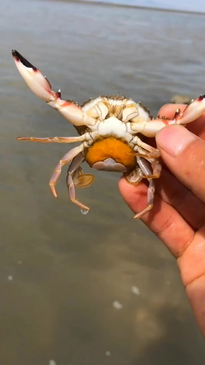 抓到一只小螃蟹,肚子上全都是卵,这属于早恋啊