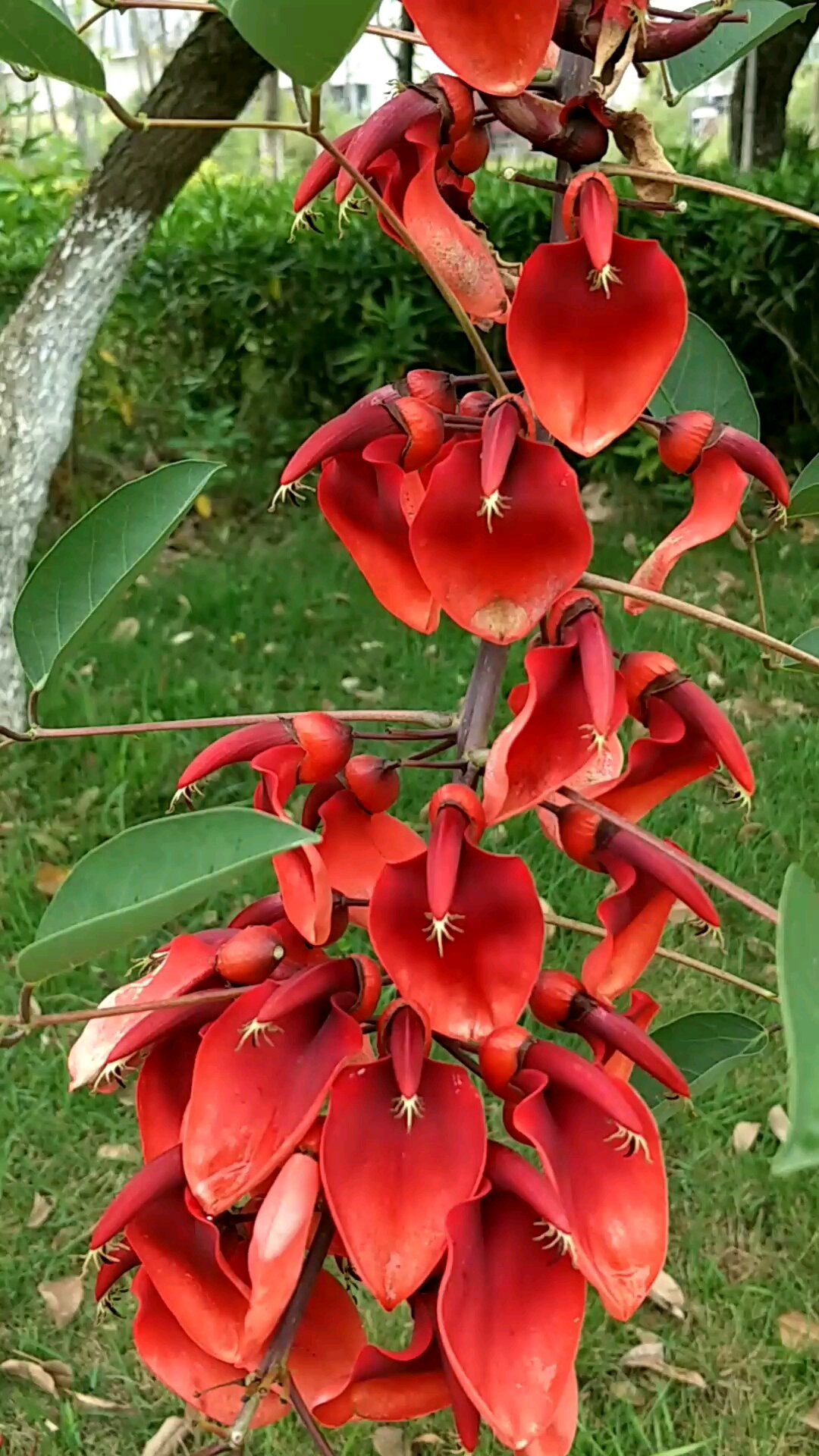 第一次见这个豆角长在树的