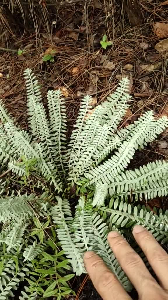 这么漂亮的六月霜今天有缘再见到真是高兴它的药用价值极高有多少朋友