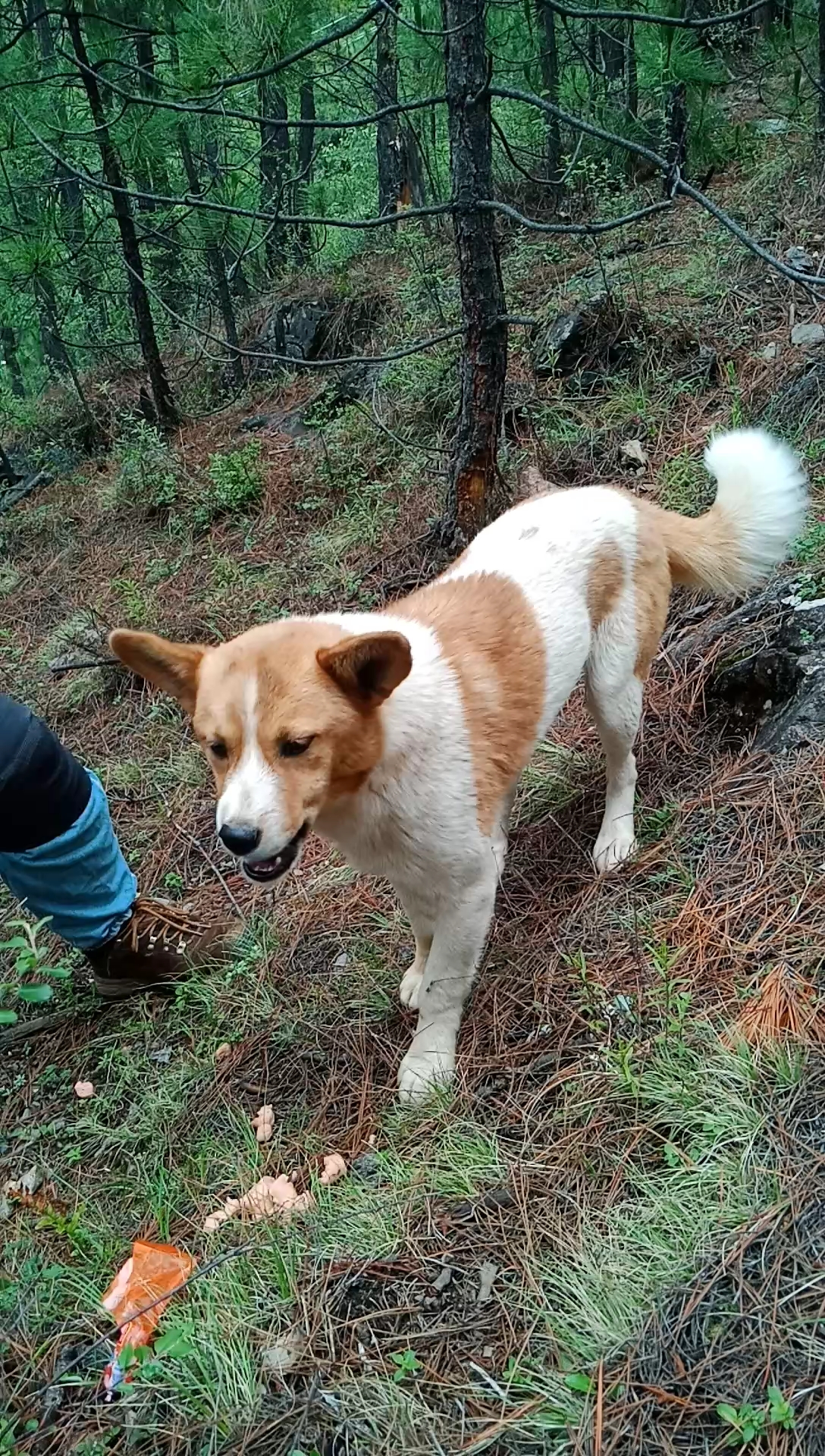 路上遇到的一只挺好的大黄狗,超喜欢,要不要领走呢?