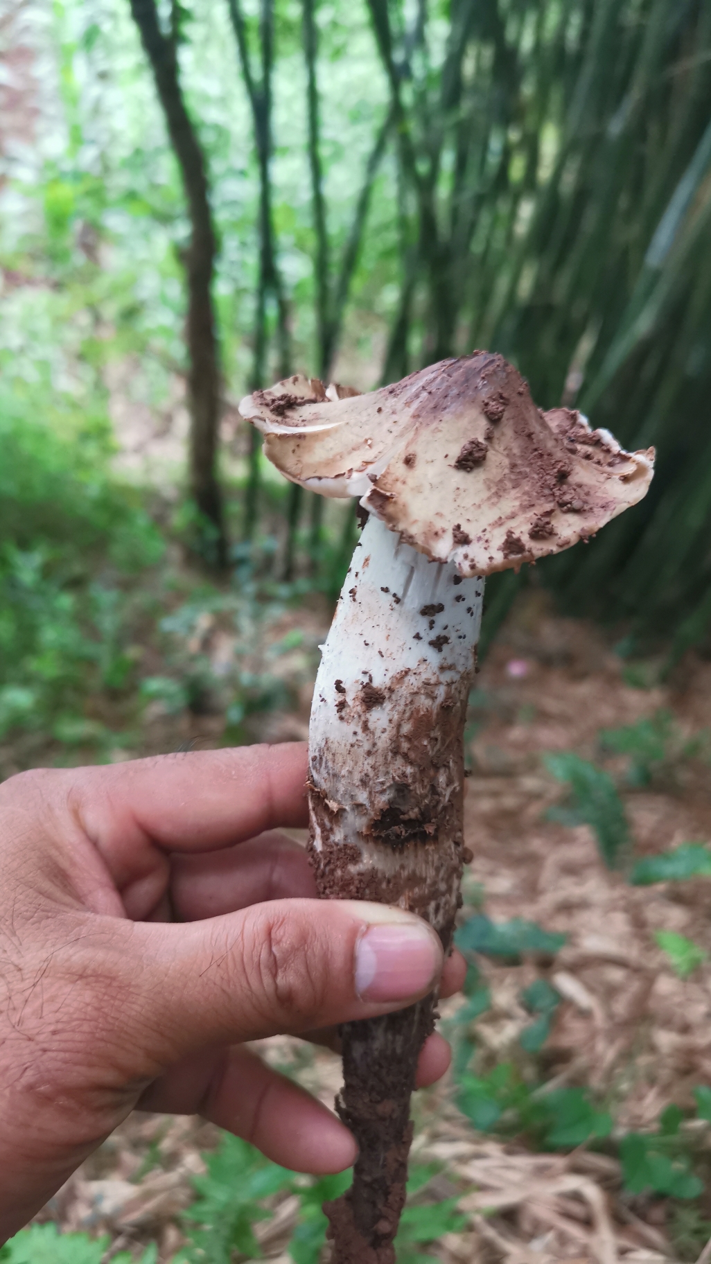 夏天就要這麼過#夏天到竹林裡棟雞縱菌了!