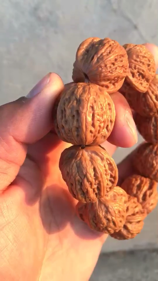 野生麻核桃这么小的你见过吗!