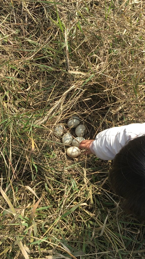 天气好,出来走走,意外发现一窝鸭蛋