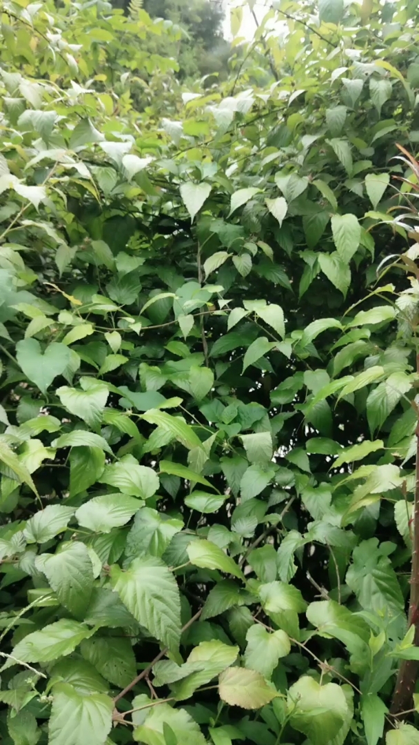 三月莓,成熟了,我们这叫泡儿-度小视