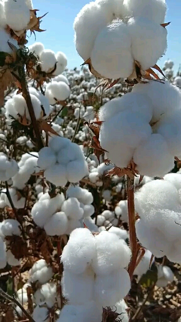 我和秋天撞个满怀#棉花,远远望去,一片雪白!