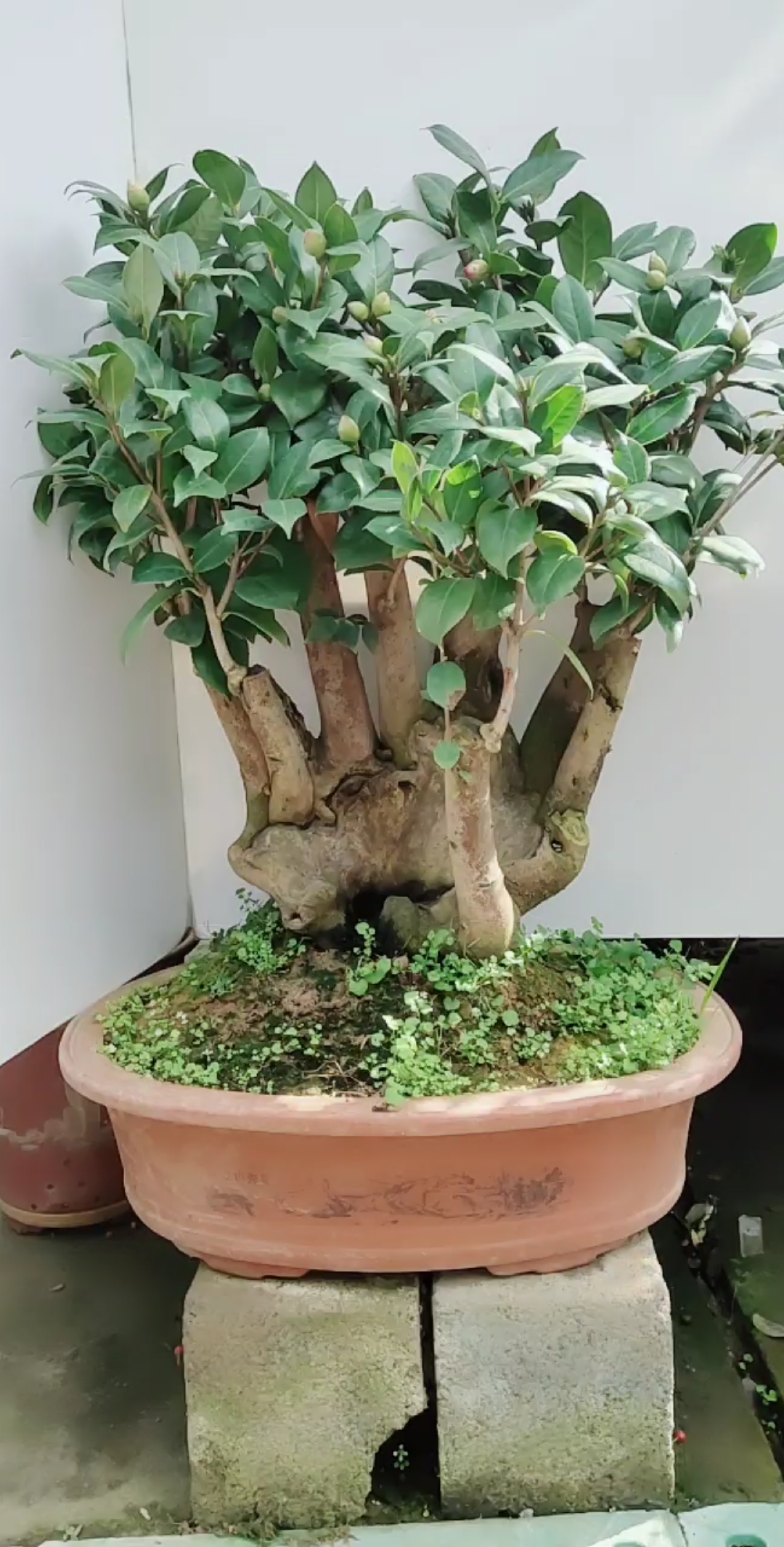 茶花老桩  品种贝拉