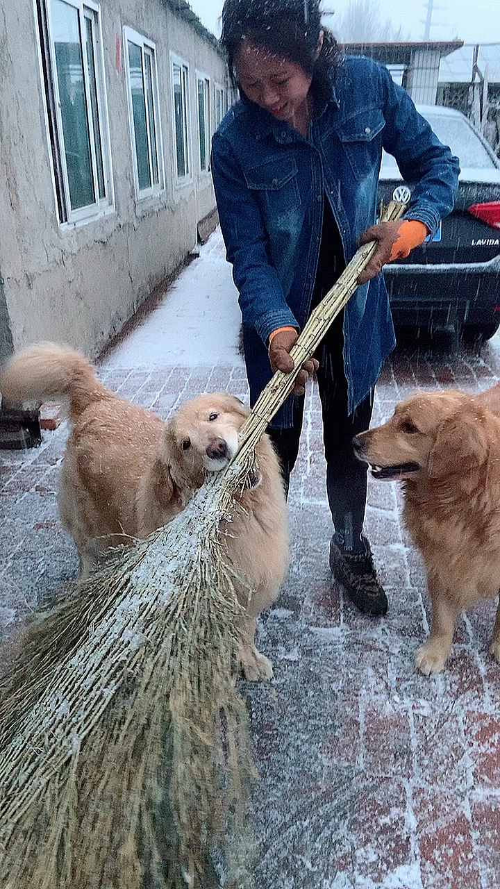 家有萌宠#金毛跟姥姥抢扫把