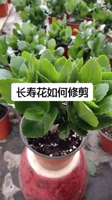 长寿花多肉花卉绿植盆栽养花生活小妙招