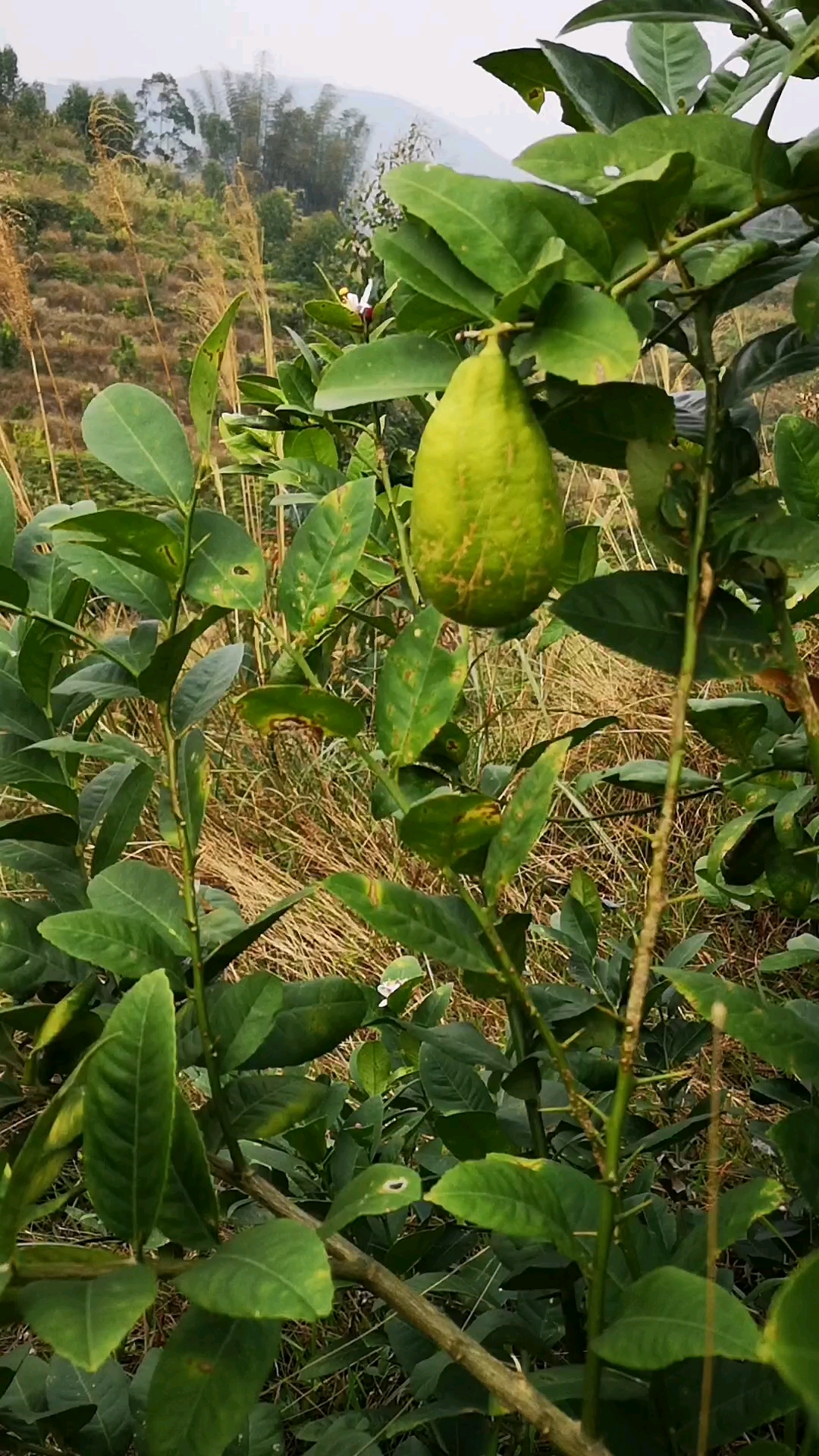 纯天然野生柠檬