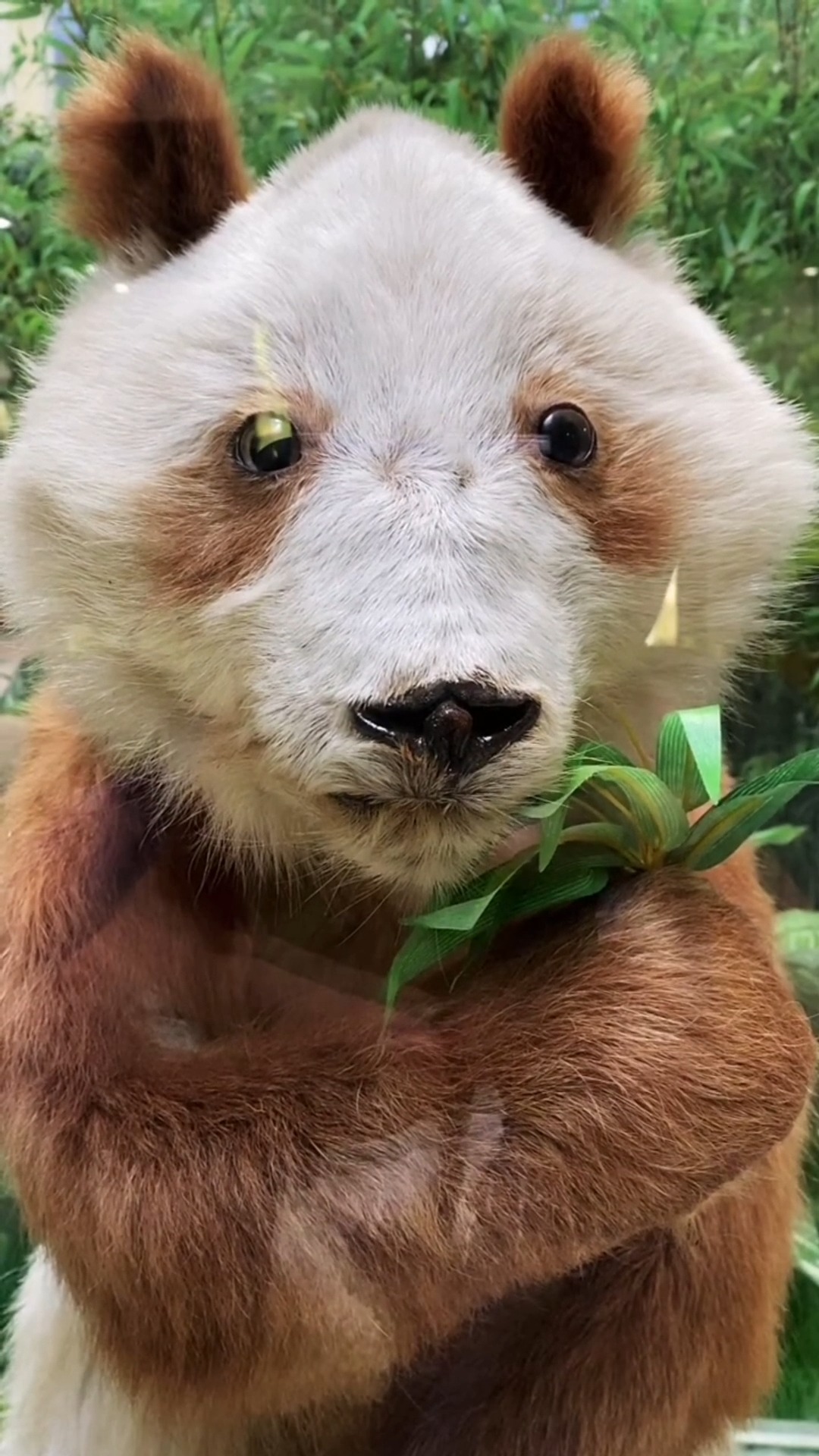 动物世界你知道棕色大熊猫丹丹吗