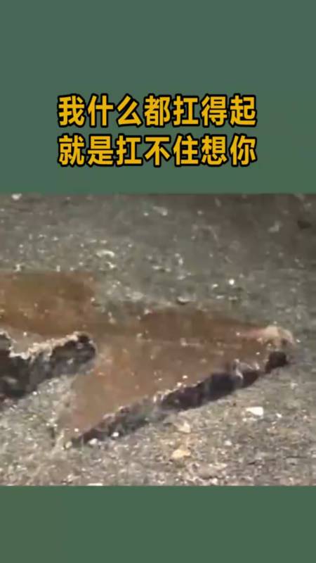 我什么都扛得起,就是扛不住想你