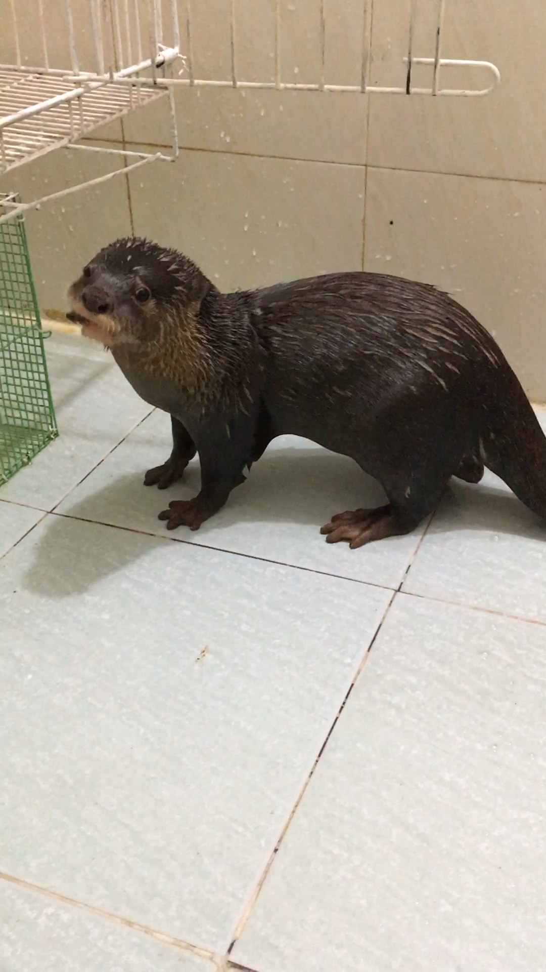 大耗子跑出来偷吃了