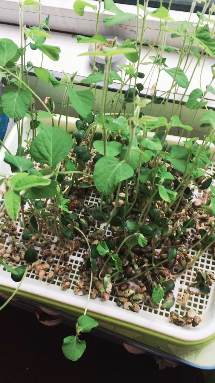 水培黄豆,你们信吗?