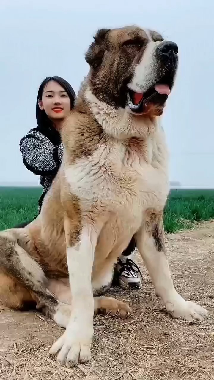 中亚牧羊犬#猛犬中亚猎狼#中亚高狼猛犬