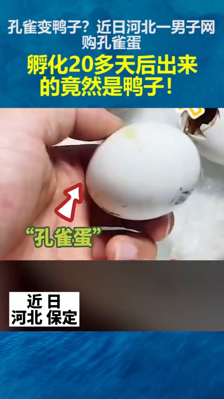 孔雀蛋孵化26天过程图图片