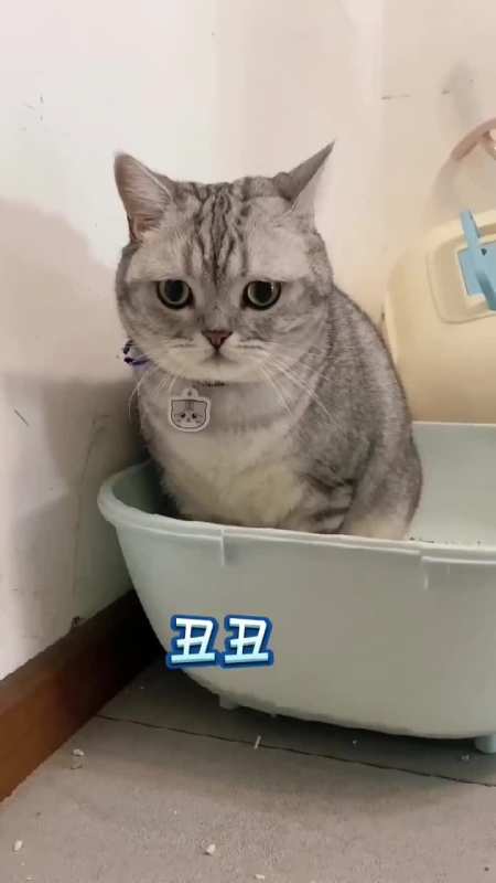 开塞露和小母猫你们猜丑丑更喜欢哪一个分钟diy许愿树大赏萌宠出道