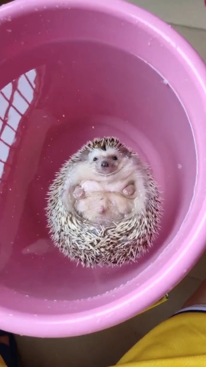 搞笑视频#傻乎乎的小刺猬越来越胖咯